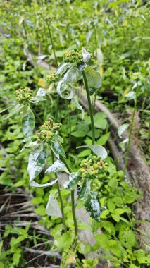Mantar, beyaz toz küf hastalığı. Heterofilla bitkilerinin yeşil yapraklarını enfekte ediyor..