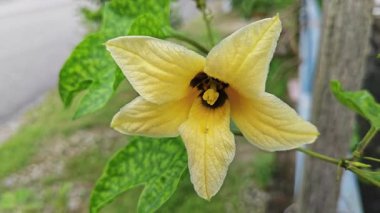 Asma sapında çiçek tomurcuğu filizlenen küçük momordika hindiçin meyvesi. 