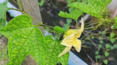 Asma sapında çiçek tomurcuğu filizlenen küçük momordika hindiçin meyvesi. 