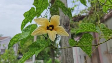 Asma sapında çiçek tomurcuğu filizlenen küçük momordika hindiçin meyvesi. 