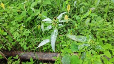 Mantar, beyaz toz küf hastalığı. Heterofilla bitkilerinin yeşil yapraklarını enfekte ediyor..  