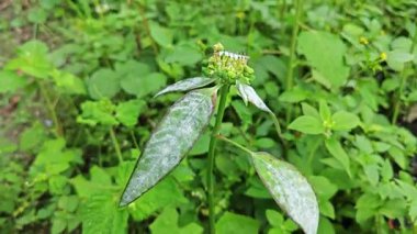 Mantar, beyaz toz küf hastalığı. Heterofilla bitkilerinin yeşil yapraklarını enfekte ediyor..  