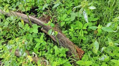 Mantar, beyaz toz küf hastalığı. Heterofilla bitkilerinin yeşil yapraklarını enfekte ediyor..  