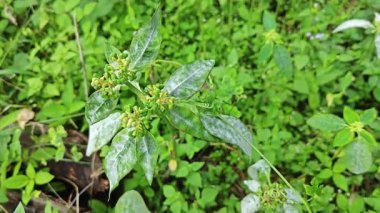 Mantar, beyaz toz küf hastalığı. Heterofilla bitkilerinin yeşil yapraklarını enfekte ediyor..  