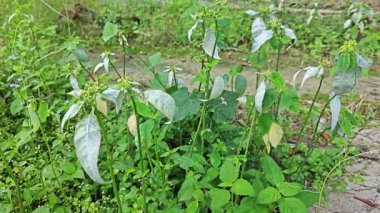 Mantar, beyaz toz küf hastalığı. Heterofilla bitkilerinin yeşil yapraklarını enfekte ediyor..  
