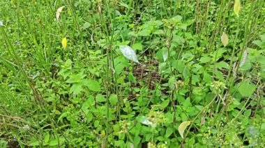 Mantar, beyaz toz küf hastalığı. Heterofilla bitkilerinin yeşil yapraklarını enfekte ediyor..  