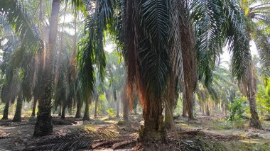 Güneş ışığı uzak bir fidanlıktaki sarkık yapraklı palmiye ağaçlarının etrafında parıldıyor..