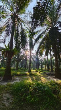 Güneş ışığı uzak bir fidanlıktaki sarkık yapraklı palmiye ağaçlarının etrafında parıldıyor..