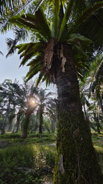 Güneş ışığı uzak bir fidanlıktaki sarkık yapraklı palmiye ağaçlarının etrafında parıldıyor..