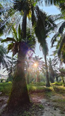 Güneş ışığı uzak bir fidanlıktaki sarkık yapraklı palmiye ağaçlarının etrafında parıldıyor..
