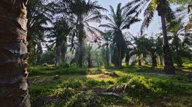 Güneş ışığı uzak bir fidanlıktaki sarkık yapraklı palmiye ağaçlarının etrafında parıldıyor..