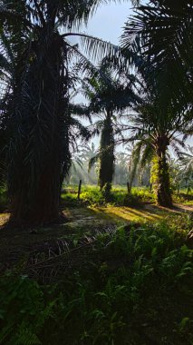 Güneş ışığı uzak bir fidanlıktaki sarkık yapraklı palmiye ağaçlarının etrafında parıldıyor..