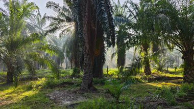 Güneş ışığı uzak bir fidanlıktaki sarkık yapraklı palmiye ağaçlarının etrafında parıldıyor..