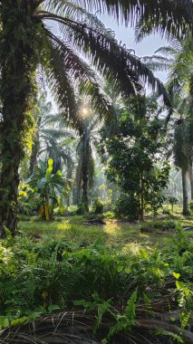 Güneş ışığı uzak bir fidanlıktaki sarkık yapraklı palmiye ağaçlarının etrafında parıldıyor..