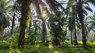 Güneş ışığı uzak bir fidanlıktaki sarkık yapraklı palmiye ağaçlarının etrafında parıldıyor..