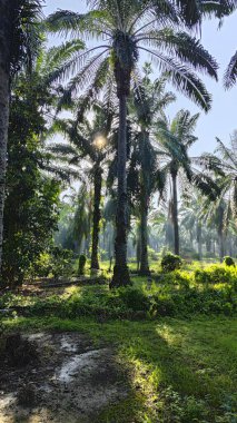 Güneş ışığı uzak bir fidanlıktaki sarkık yapraklı palmiye ağaçlarının etrafında parıldıyor..
