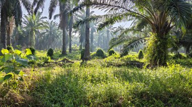 Güneş ışığı uzak bir fidanlıktaki sarkık yapraklı palmiye ağaçlarının etrafında parıldıyor..