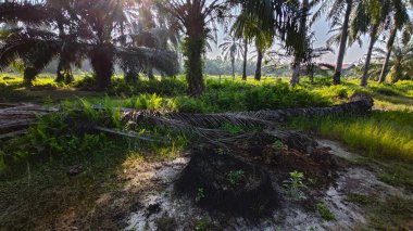 Güneş ışığı uzak bir fidanlıktaki sarkık yapraklı palmiye ağaçlarının etrafında parıldıyor..