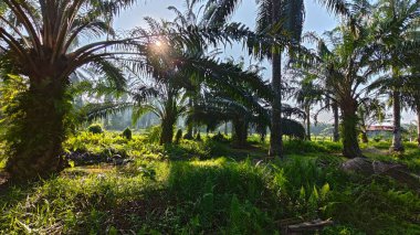 Güneş ışığı uzak bir fidanlıktaki sarkık yapraklı palmiye ağaçlarının etrafında parıldıyor..