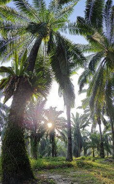 Güneş ışığı uzak bir fidanlıktaki sarkık yapraklı palmiye ağaçlarının etrafında parıldıyor..