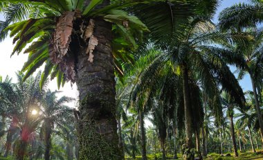 Güneş ışığı uzak bir fidanlıktaki sarkık yapraklı palmiye ağaçlarının etrafında parıldıyor..
