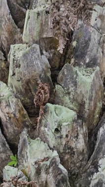 Palmiye ağacı kabuğunun deseni kalan kurumuş gövdenin deseni.