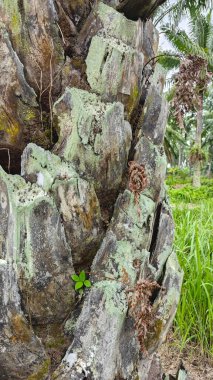 Palmiye ağacı kabuğunun deseni kalan kurumuş gövdenin deseni.