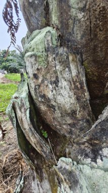 Palmiye ağacı kabuğunun deseni kalan kurumuş gövdenin deseni.