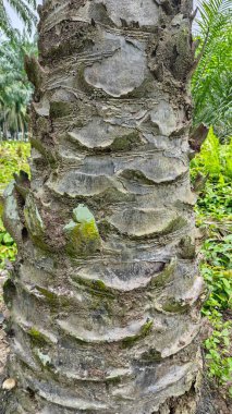 Palmiye ağacı kabuğunun deseni kalan kurumuş gövdenin deseni.