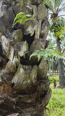 Palmiye ağacı kabuğunun deseni kalan kurumuş gövdenin deseni.