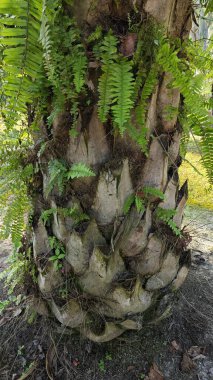 Palmiye ağacı kabuğunun deseni kalan kurumuş gövdenin deseni.