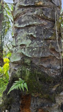 Palmiye ağacı kabuğunun deseni kalan kurumuş gövdenin deseni.