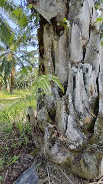 Palmiye ağacı kabuğunun deseni kalan kurumuş gövdenin deseni.