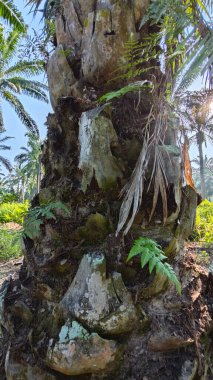 Palmiye ağacı kabuğunun deseni kalan kurumuş gövdenin deseni.
