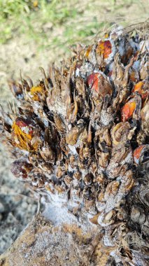 Beyaz mantar tozu küf hastalığı palmiye yağı kümesini enfekte ediyor..