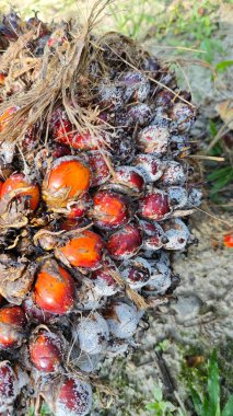 Beyaz mantar tozu küf hastalığı palmiye yağı kümesini enfekte ediyor..