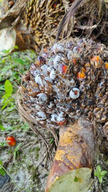 Beyaz mantar tozu küf hastalığı palmiye yağı kümesini enfekte ediyor..