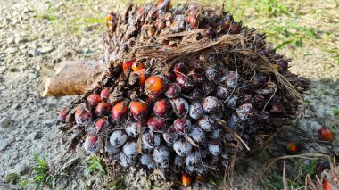 Beyaz mantar tozu küf hastalığı palmiye yağı kümesini enfekte ediyor..