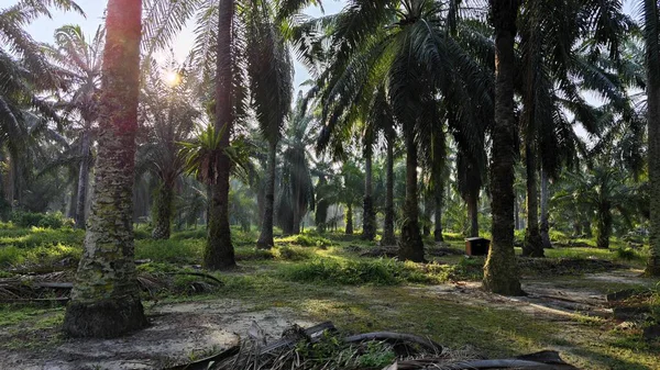 Güneş ışığı uzak bir fidanlıktaki sarkık yapraklı palmiye ağaçlarının etrafında parıldıyor..