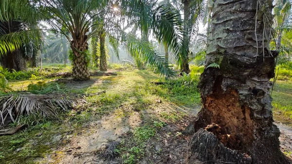 Güneş ışığı uzak bir fidanlıktaki sarkık yapraklı palmiye ağaçlarının etrafında parıldıyor..