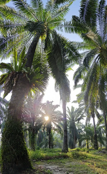 Güneş ışığı uzak bir fidanlıktaki sarkık yapraklı palmiye ağaçlarının etrafında parıldıyor..
