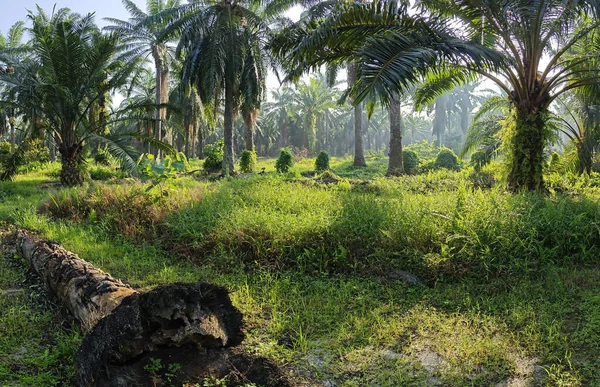 Güneş ışığı uzak bir fidanlıktaki sarkık yapraklı palmiye ağaçlarının etrafında parıldıyor..