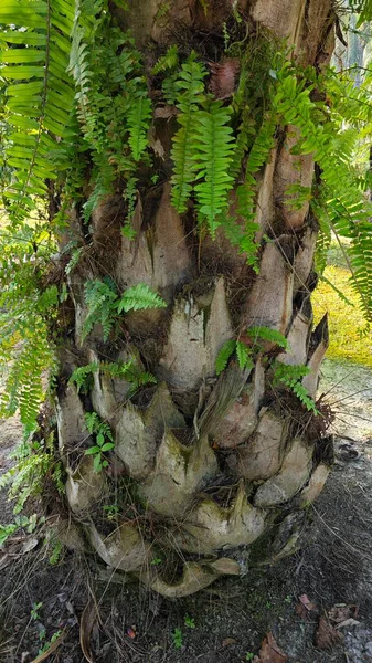 Palmiye ağacı kabuğunun deseni kalan kurumuş gövdenin deseni.