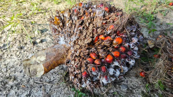 Beyaz mantar tozu küf hastalığı palmiye yağı kümesini enfekte ediyor..
