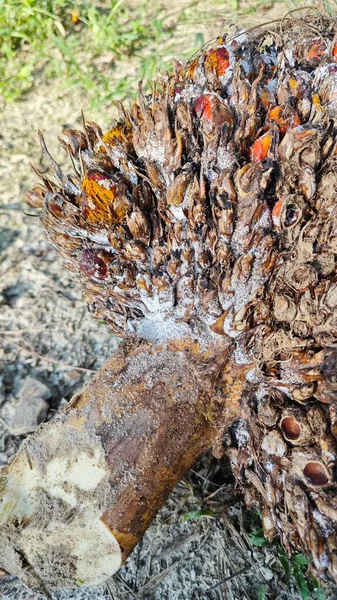 Beyaz mantar tozu küf hastalığı palmiye yağı kümesini enfekte ediyor..