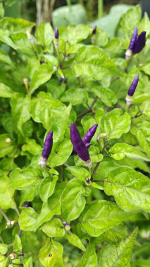 Minik kuş bakışı mor biber bitkisine bakıyorum..