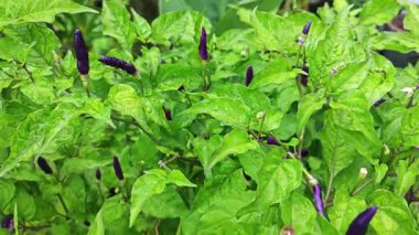 Minik kuş bakışı mor biber bitkisine bakıyorum..