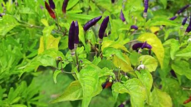 Minik kuş bakışı mor biber bitkisine bakıyorum..