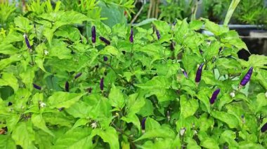 Minik kuş bakışı mor biber bitkisine bakıyorum..