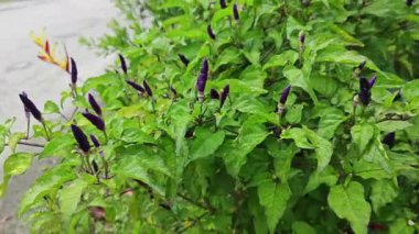 Minik kuş bakışı mor biber bitkisine bakıyorum..